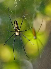 Edderkoppen Nephila maculat (Foto: J.M. Garg/Creative Commons)