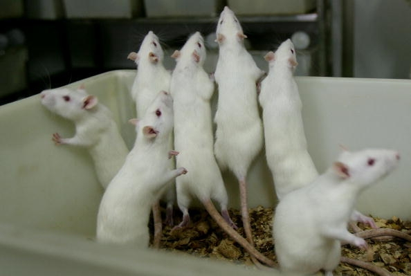 Rats And Mice In A Medical School Laboratory 